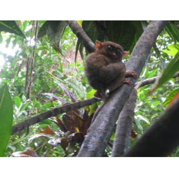 PHILIPPINE TARSIER