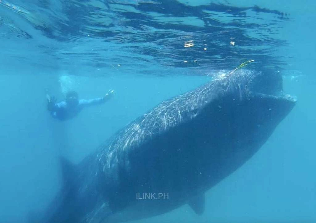 oslob whalesharks