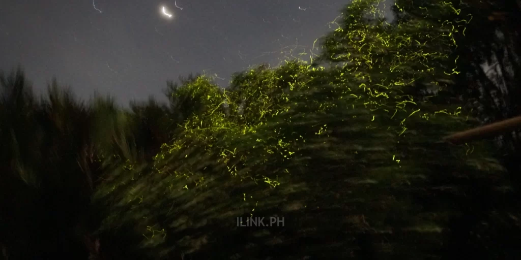 firefly bohol watching