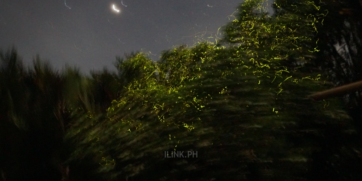 firefly bohol watching