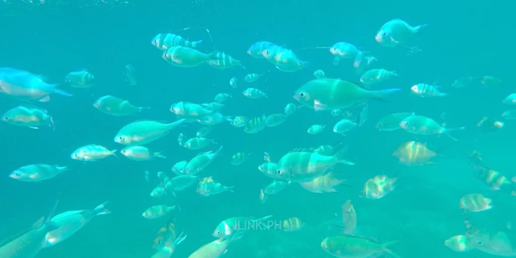 pamilacan island bohol