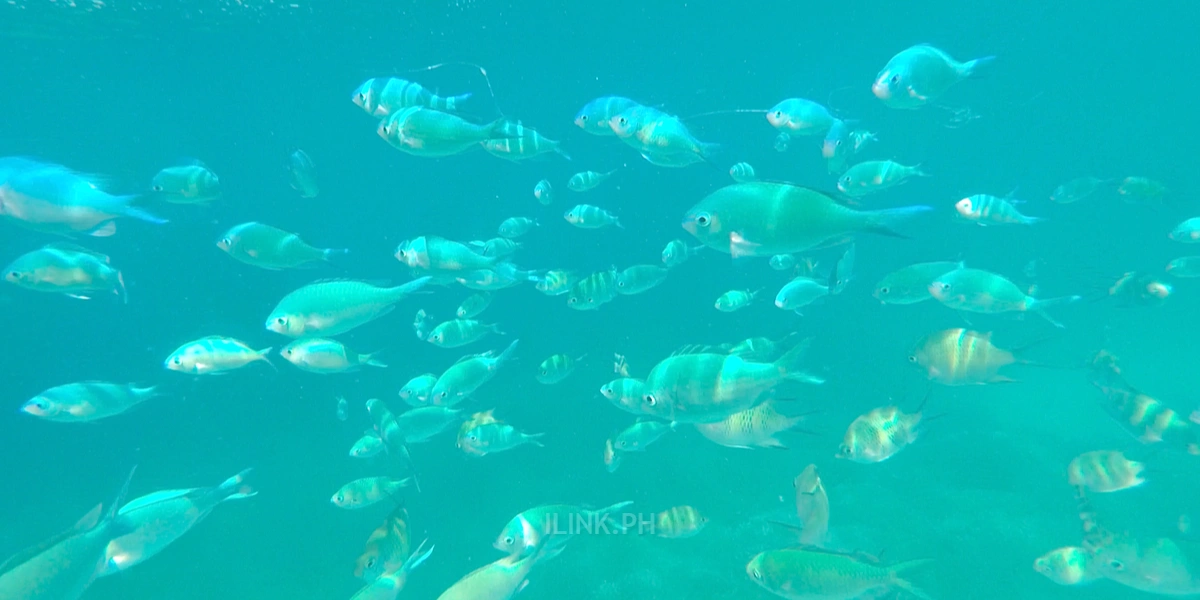 pamilacan island bohol